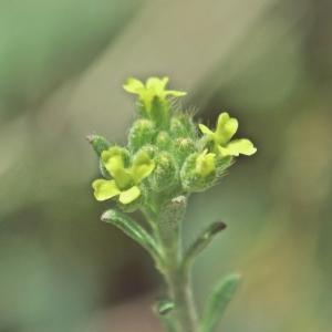 Photographie n°298227 du taxon Alyssum alyssoides (L.) L. [1759]