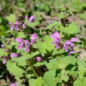 Photographie n°298242 du taxon Lamium maculatum (L.) L. [1763]