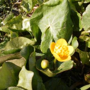 Photographie n°298252 du taxon Caltha palustris L. [1753]