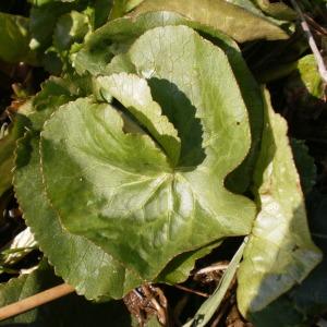 Photographie n°298253 du taxon Caltha palustris L. [1753]