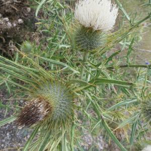 Photographie n°298319 du taxon Cirsium ferox (L.) DC. [1805]