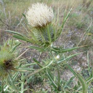 Photographie n°298320 du taxon Cirsium ferox (L.) DC. [1805]