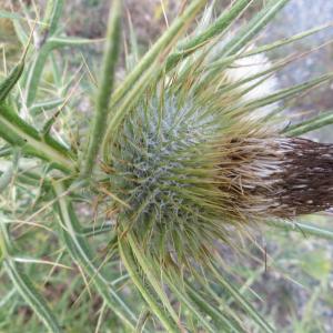 Photographie n°298321 du taxon Cirsium ferox (L.) DC. [1805]