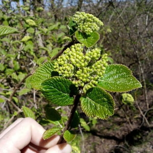 Photographie n°298323 du taxon Viburnum lantana L. [1753]