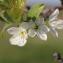  Pierre Bonnet - Prunus domestica subsp. syriaca (Borkh.) Janch. ex Mansf. [1959]