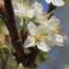  Pierre Bonnet - Prunus domestica subsp. syriaca (Borkh.) Janch. ex Mansf. [1959]