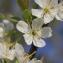  Pierre Bonnet - Prunus domestica subsp. syriaca (Borkh.) Janch. ex Mansf. [1959]