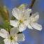  Pierre Bonnet - Prunus domestica subsp. syriaca (Borkh.) Janch. ex Mansf. [1959]