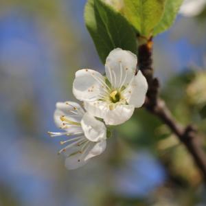 Prunus ×cerea (L.) Ehrh. (Mirabelle)