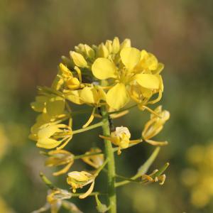 Photographie n°298407 du taxon Sinapis alba L. [1753]