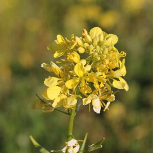 Photographie n°298426 du taxon Sinapis alba L. [1753]