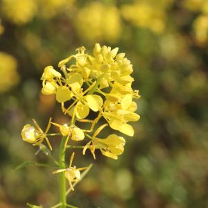 Photographie n°298439 du taxon Sinapis alba L. [1753]