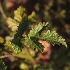 Photographie n°298461 du taxon Sinapis alba L. [1753]