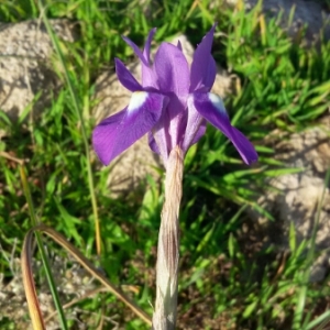 Photographie n°298679 du taxon Moraea sisyrinchium (L.) Ker Gawl. [1805]