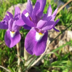 Photographie n°298681 du taxon Moraea sisyrinchium (L.) Ker Gawl. [1805]