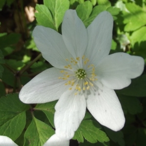 Photographie n°298698 du taxon Anemone nemorosa L. [1753]