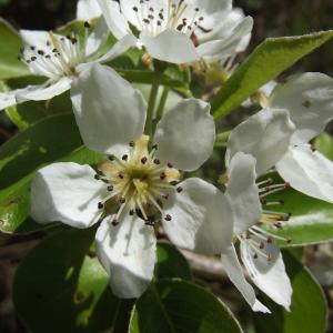 Photographie n°298706 du taxon Pyrus communis L. [1753]