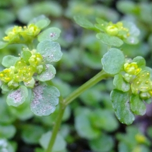 Photographie n°298735 du taxon Chrysosplenium oppositifolium L. [1753]