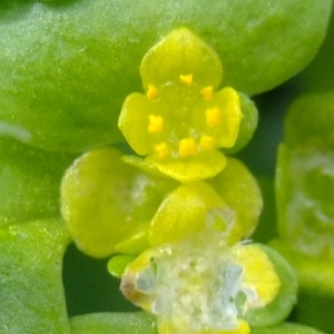 Photographie n°298738 du taxon Chrysosplenium oppositifolium L. [1753]