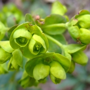 Photographie n°298753 du taxon Euphorbia amygdaloides L. [1753]