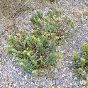 Photographie n°298754 du taxon Euphorbia amygdaloides L. [1753]