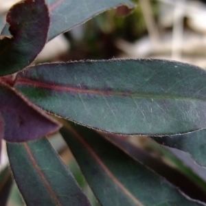 Photographie n°298760 du taxon Euphorbia amygdaloides L. [1753]