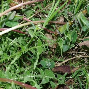 Photographie n°298786 du taxon Taraxacum erythrospermum Andrz. ex Besser [1821]