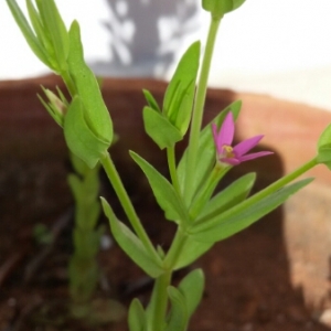 Photographie n°298816 du taxon Centaurium erythraea Rafn [1800]