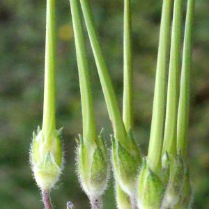 Photographie n°298977 du taxon Erodium moschatum (L.) L'Hér.