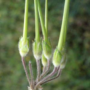 Photographie n°298978 du taxon Erodium moschatum (L.) L'Hér.