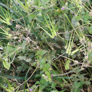 Photographie n°298982 du taxon Erodium moschatum (L.) L'Hér.