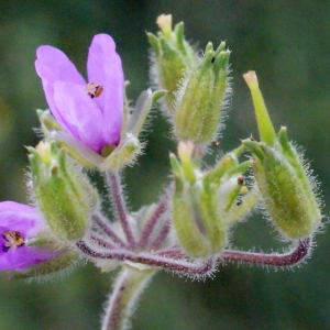 Photographie n°298985 du taxon Erodium moschatum (L.) L'Hér.