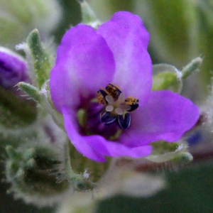 Photographie n°298986 du taxon Erodium moschatum (L.) L'Hér.