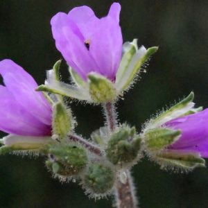 Photographie n°298988 du taxon Erodium moschatum (L.) L'Hér.