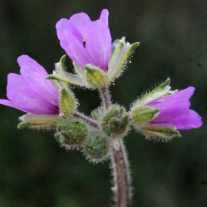 Photographie n°298989 du taxon Erodium moschatum (L.) L'Hér.