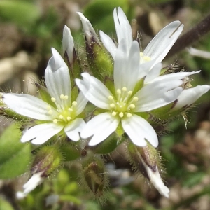 Photographie n°299233 du taxon Cerastium glomeratum Thuill. [1799]