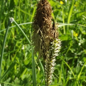 Photographie n°299238 du taxon Carex riparia Curtis