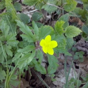 Photographie n°299273 du taxon Anemone ranunculoides L. [1753]