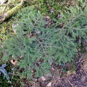 Photographie n°299292 du taxon Picea abies (L.) H.Karst. [1881]