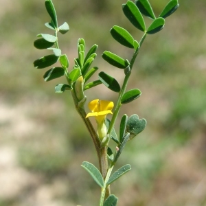  - Hippocrepis biflora Spreng. [1815]