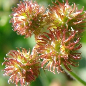 Photographie n°299345 du taxon Medicago minima (L.) L. [1754]