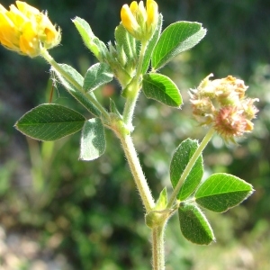 Photographie n°299348 du taxon Medicago minima (L.) L. [1754]