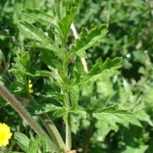  - Erodium ciconium (L.) L'Hér.