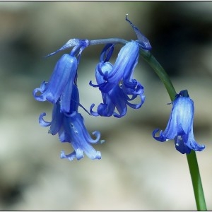  - Hyacinthoides non-scripta (L.) Chouard ex Rothm. [1944]