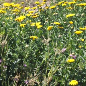 Photographie n°299448 du taxon Glebionis segetum (L.) Fourr. [1869]