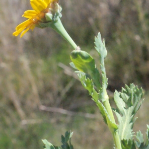 Photographie n°299449 du taxon Glebionis segetum (L.) Fourr. [1869]