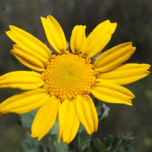 Photographie n°299455 du taxon Glebionis segetum (L.) Fourr. [1869]