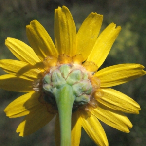 Photographie n°299456 du taxon Glebionis segetum (L.) Fourr. [1869]
