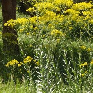 Photographie n°299814 du taxon Isatis tinctoria L. [1753]