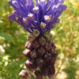 Photographie n°299818 du taxon Muscari comosum (L.) Mill. [1768]